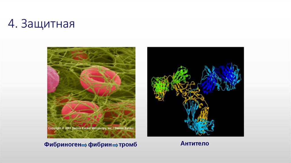 Защитная функция белка. Защитная функция белков. Защитная функция белков схема. Белки защитная функция примеры. Защитную функцию выполняют.