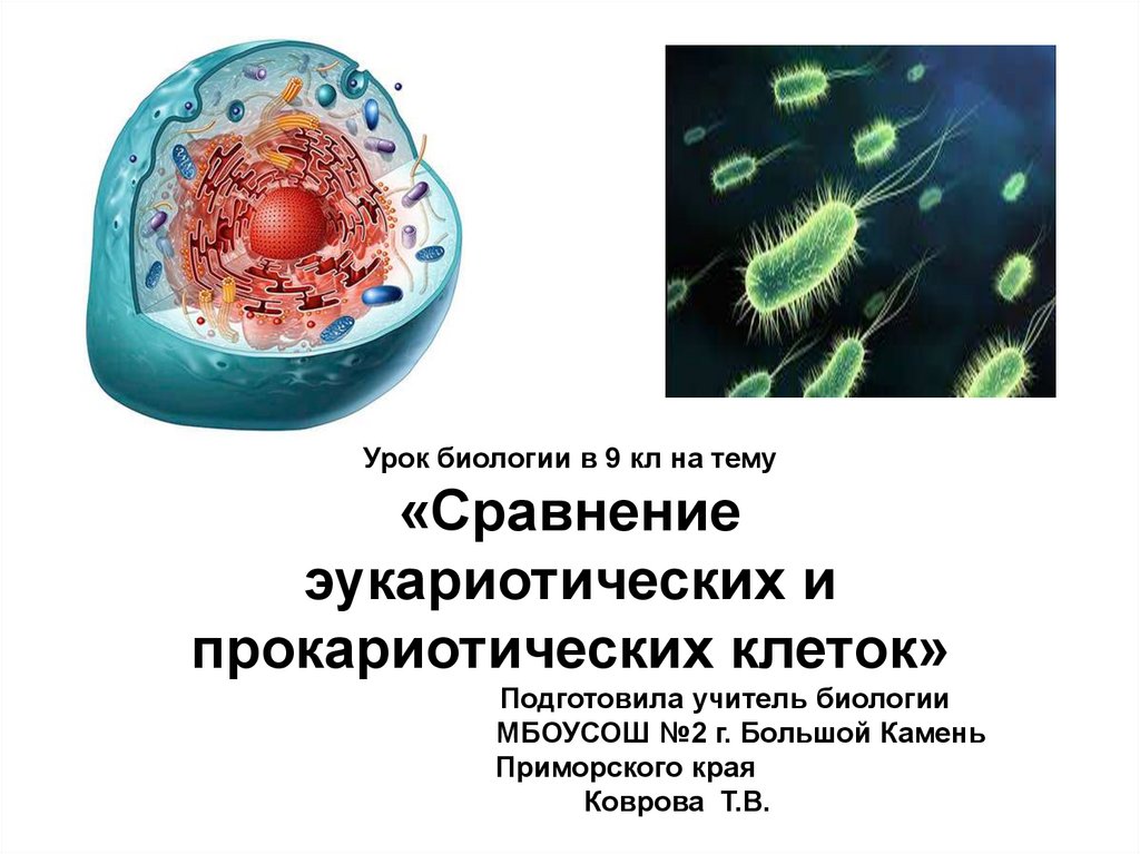 Эукариотический организм прокариотический организм. Прокариотическая клетка презентация. Эукариотические клетки слайд. Прокариотические организмы. Сравнение эукариотических клеток.