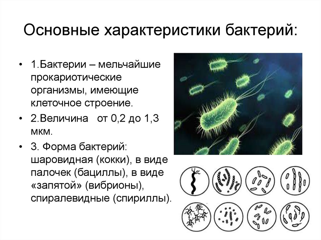 Вывод о разнообразии форм тела бактерий. Царство бактерии общая характеристика. Общая характеристика царства бактерий 5 класс. Краткая характеристика царства бактерий. Особенности строения бактерий микроорганизмов.