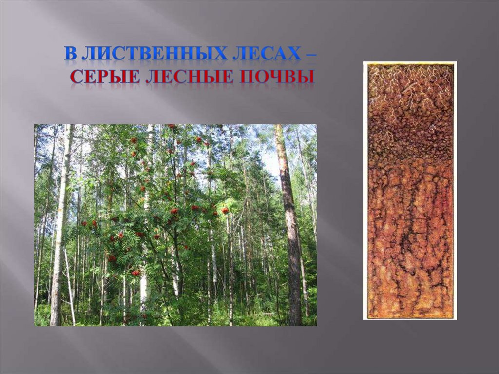 Почвы зоны смешанных лесов в россии. Серые Лесные почвы России. Лесная почва. Серая Лесная почва рисунок. Серые Лесные почвы лесостепной зоны.