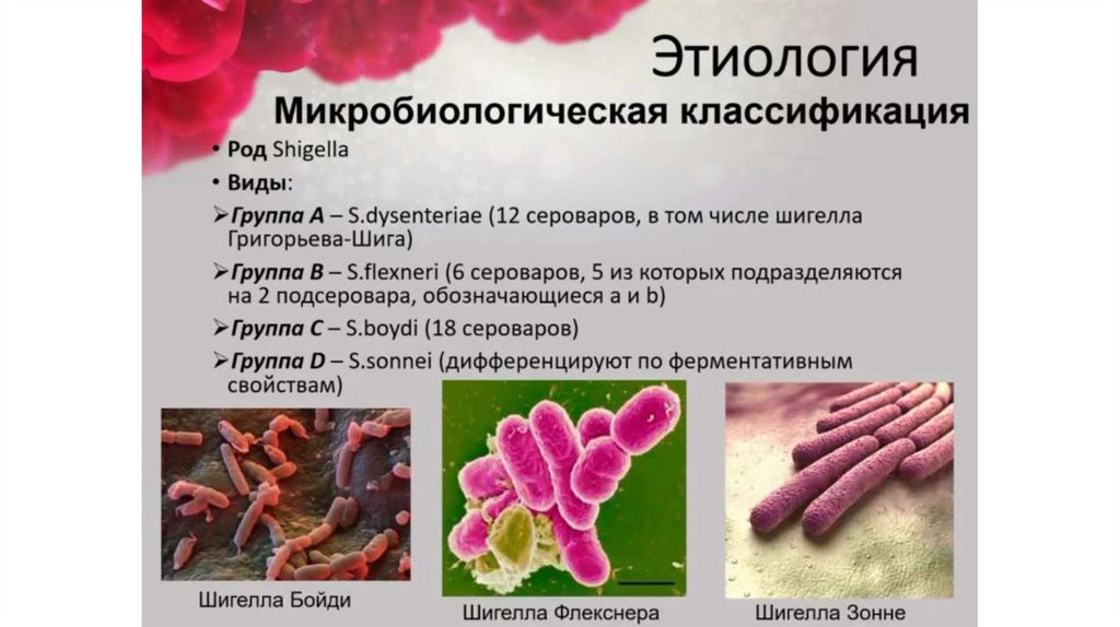 Дизентерия - презентация онлайн