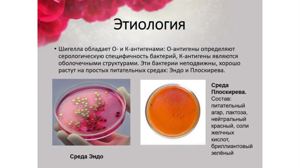 Дизентерия - презентация онлайн