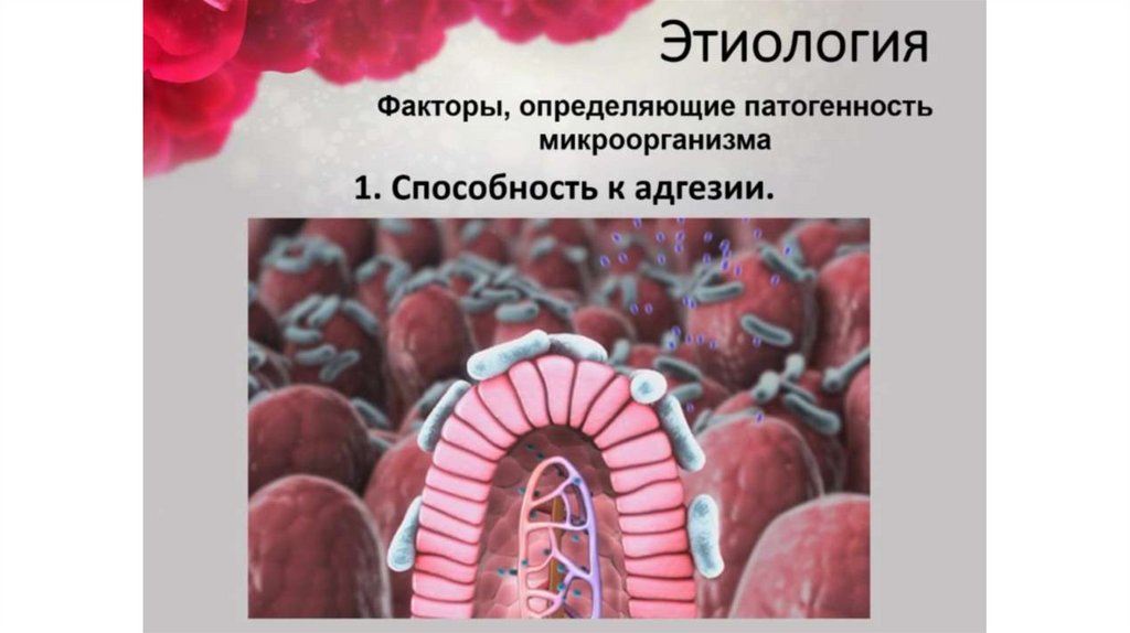 Дизентерия - презентация онлайн
