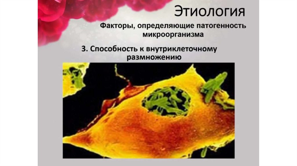 Дизентерия - презентация онлайн