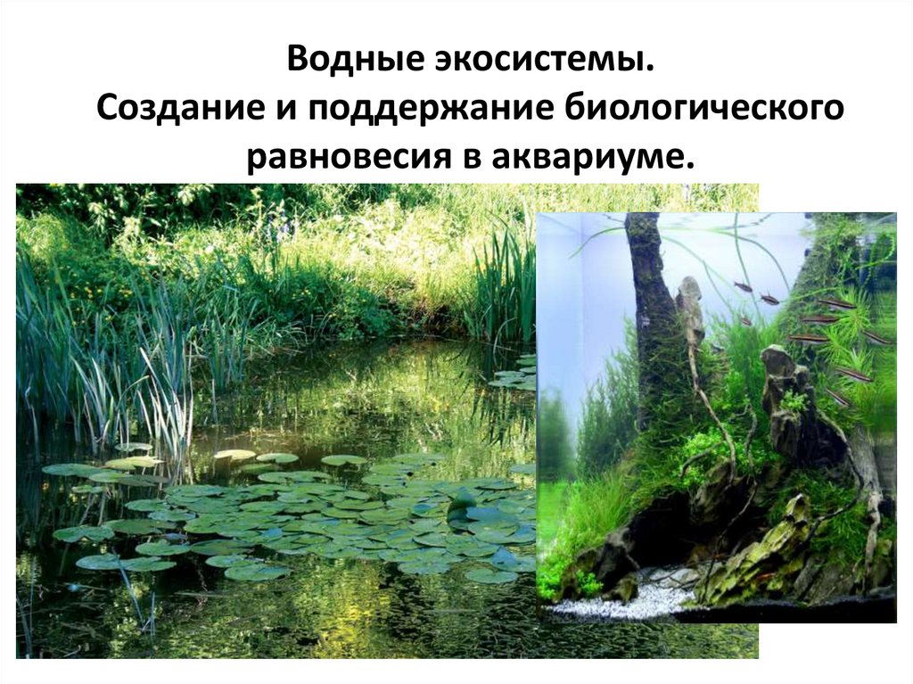 Водные экосистемы. Водные биогеоценозы. Многообразие водных биогеоценозов. Водные экосистемы фото.