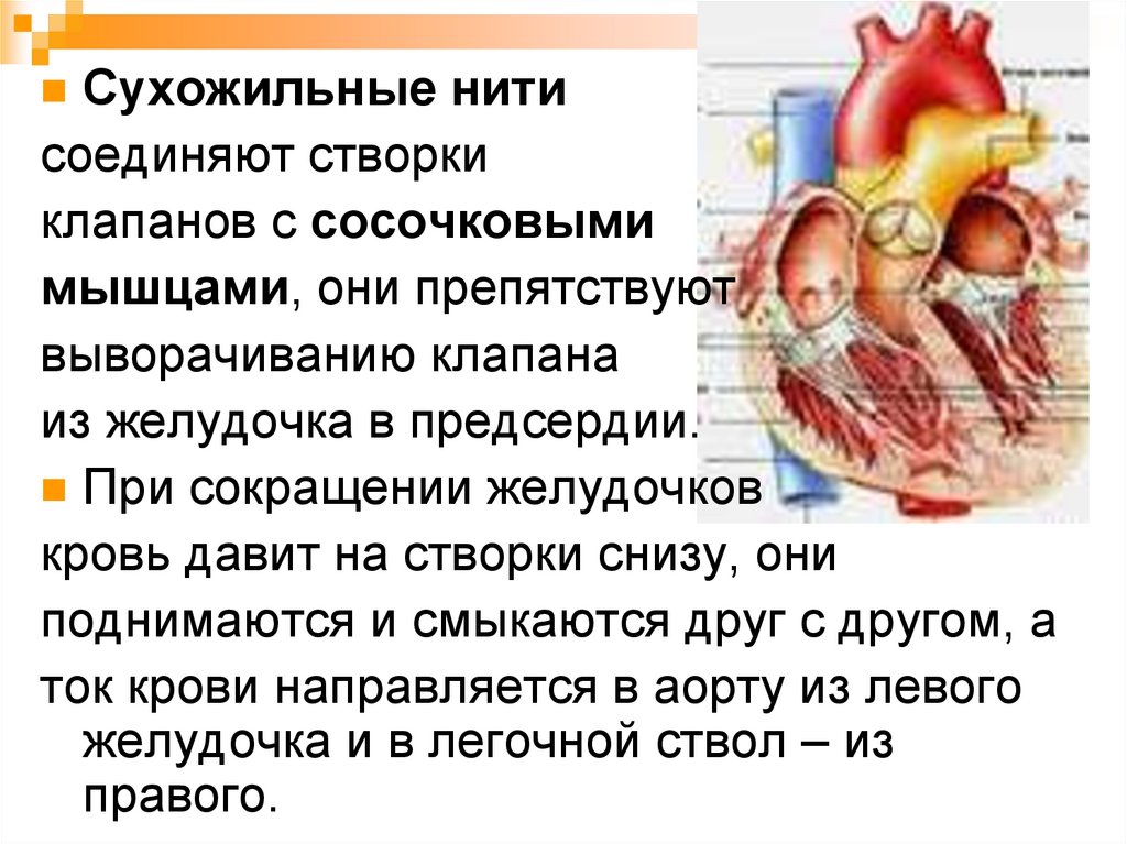 Правый желудочек функции. Сухожильные нити сердца функции. Строение сердца сосочковые мышцы. Сухожильные хорды соединяют створки трехстворчатого клапана. Строение сердца сухожильные нити.