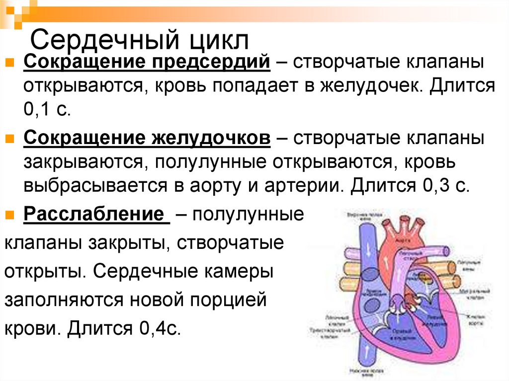 Давление крови в правом предсердии. Сокращение предсердий створчатые клапаны. Сердечный цикл полулунные клапаны. При сокращении предсердий створчатые клапаны. Сердечный цикл задание 8 класс.