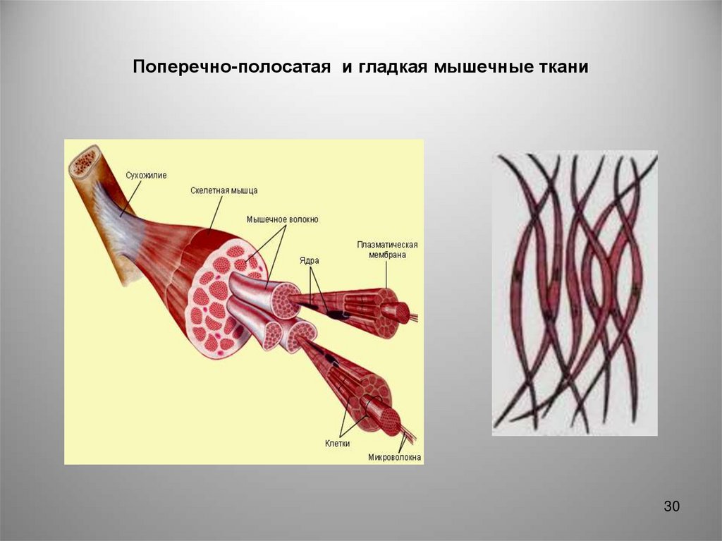 Скелетная поперечно полосатая мускулатура состоит из. Клетки скелетной поперечно-полосатой мышечной ткани. Строение гладкой мышечной ткани рисунок. Скелетная мышечная ткань строение. Поперечно полосатая Скелетная ткань строение.