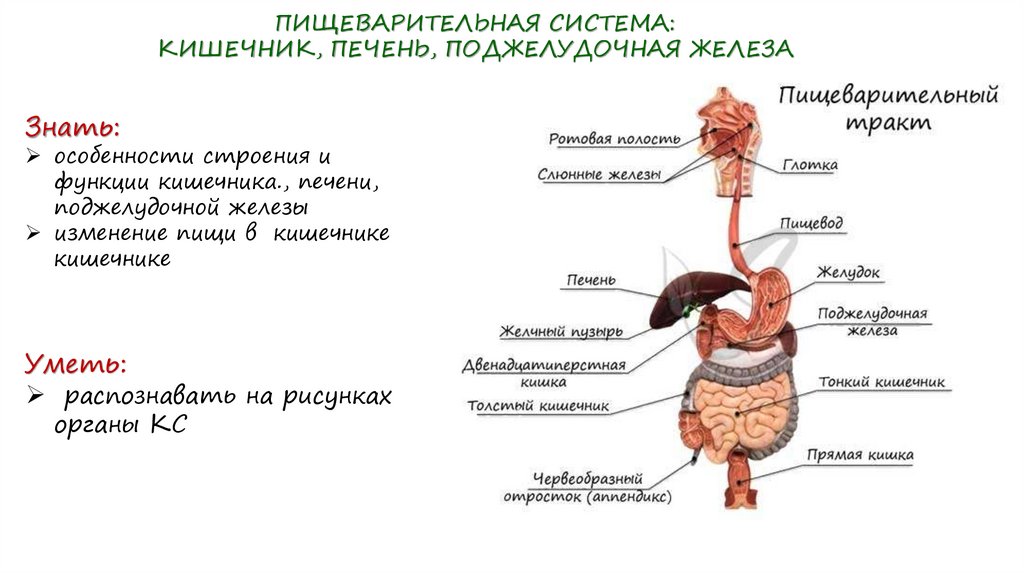Роль печени и поджелудочной железы. Строение органов пищеварительной системы. Пищеварительный тракт человека схема по порядку.