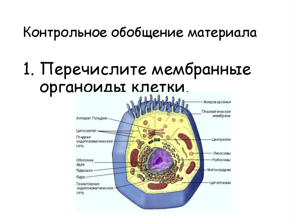 Органоиды клетки схема