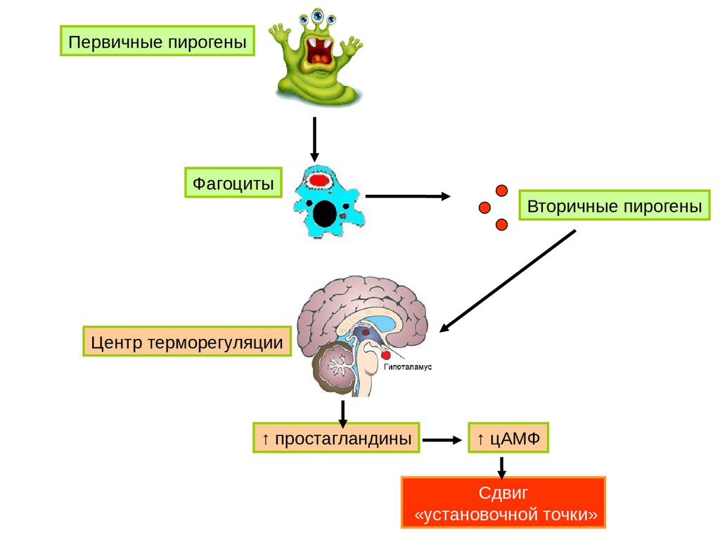 Лихорадка - online presentation