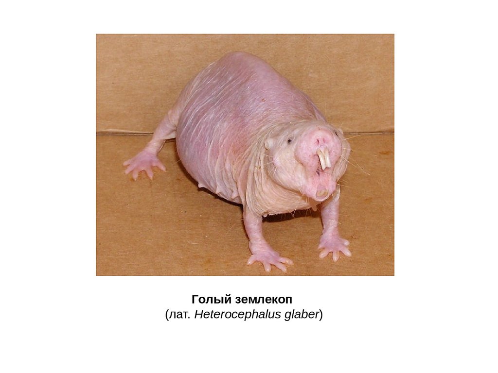 Лихорадка - online presentation