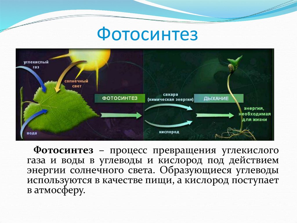Какие последствия для биосферы имело возникновение фотосинтеза. Схема процесса фотосинтеза биология 6 класс. Процесс фотосинтеза у растений схема. Фотосинтез растений 3 класс. Фотосинтез 7 класс биология.