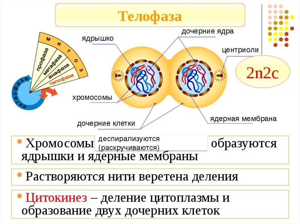 Расхождение центриолей с образованием веретена деления