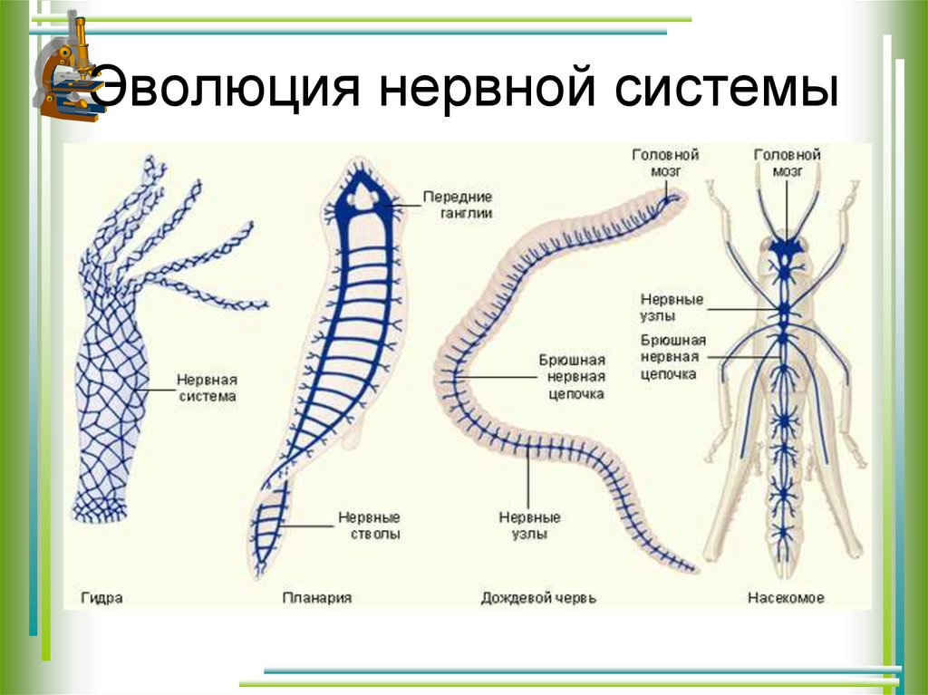 Диффузно узловая трубчатой нервной системы. Нервная система трубчатого типа характерна для. Трубчатая нервная система у животных. Эволюция нервной системы. 1.Эволюция нервной системы.