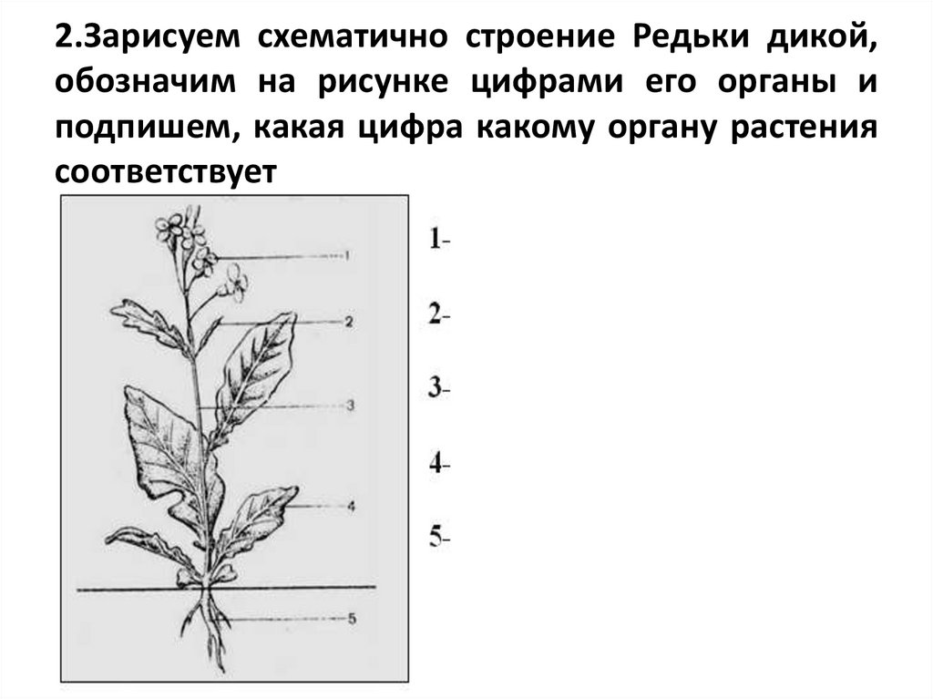 Особенности строения и жизнедеятельности покрытосеменных растений -  презентация онлайн