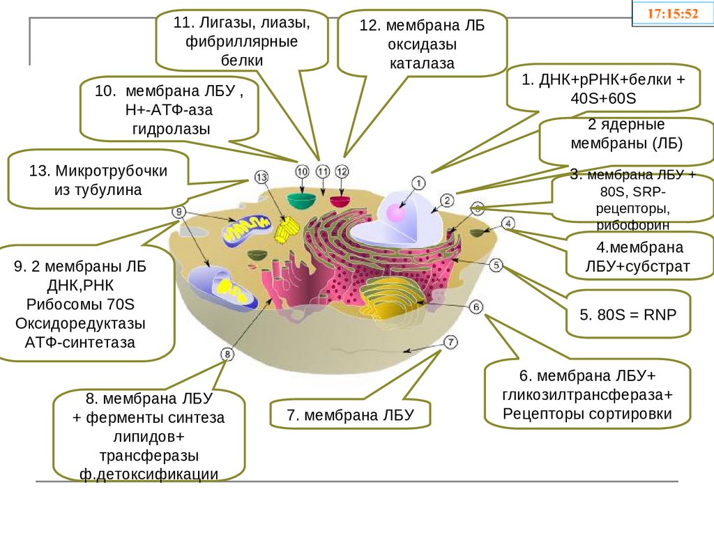 Атф в клетках эукариот образуются. Процесс метаболизма эукариотической клетки схема. Метаболизм эукариотической клетки. Рибофорины. ЛИАЗЫ И лигазы.