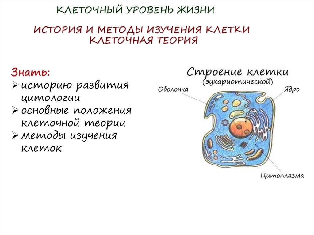 Клеточная теория развитие знаний о клетке. Теория клетки. Презентация клеточный уровень. Клеточный уровень жизни кратко. История изучения клетки клеточная теория.