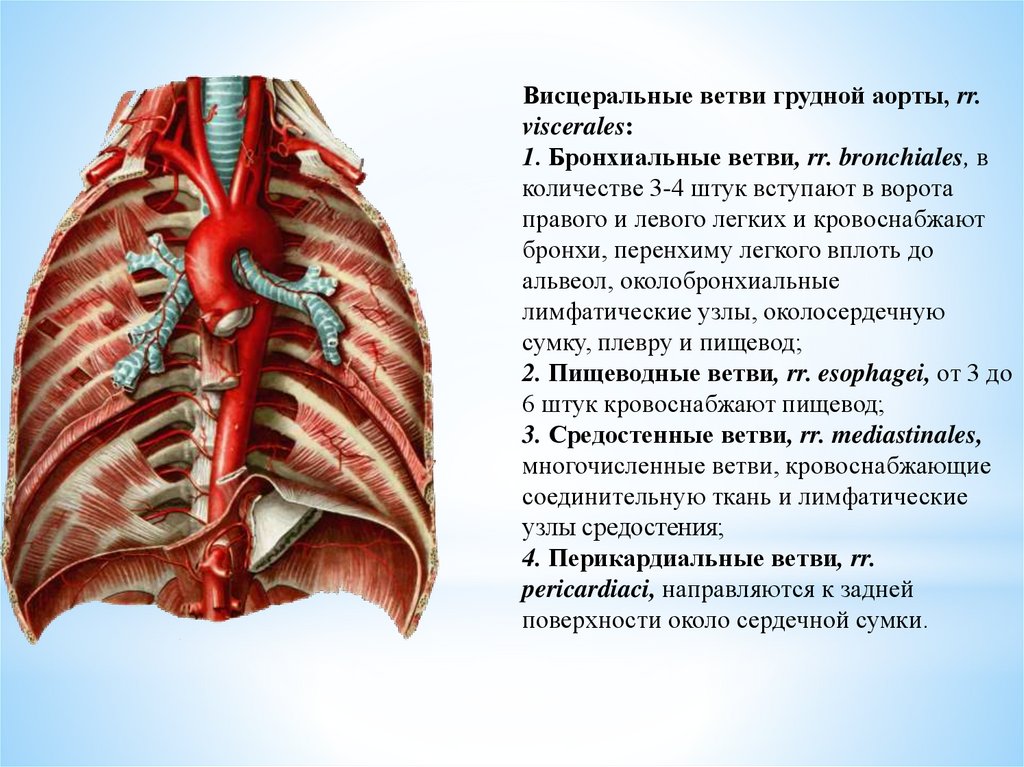 Ответвления аорты. Крупные ветви аорты. Ветви грудной части аорты. Конечные ветви аорты. Бронхиальные ветви грудной аорты.