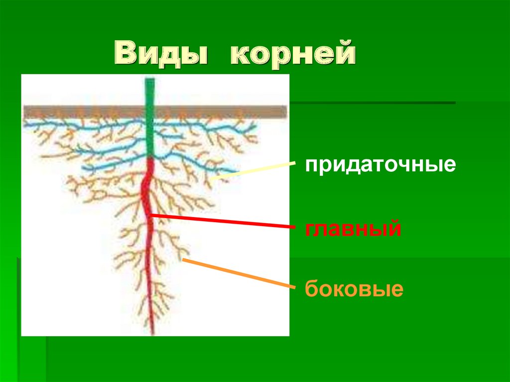 Придаточными называются корни. Корневая система боковые и придаточные. Придаточные боковые и главный корень.