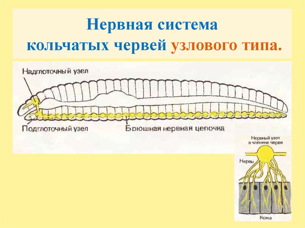 Кольчатые черви имеют нервную