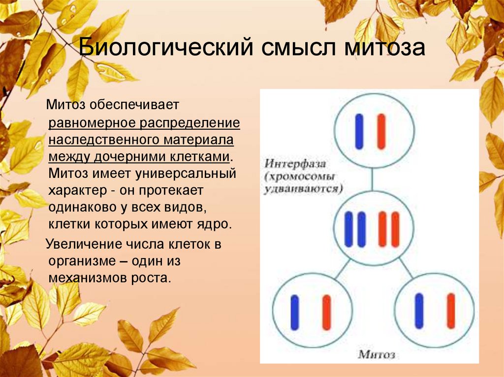 Биологический смысл деления клетки. Биологический смысл митоза. Митоз и его биологический смысл. В чём биологический смысл митоза. Какой биологический смысл митоза.