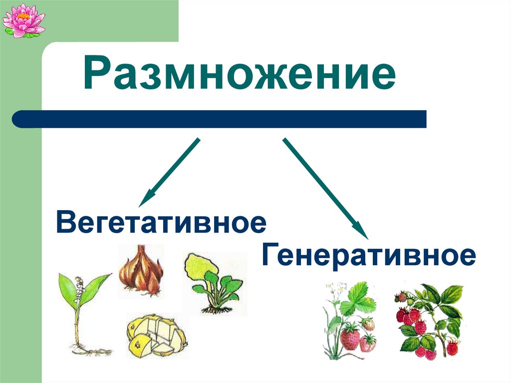 Генеративное питание. Вегетативное и генеративное размножение. Вегетативное и генеративное размножение растений. Генеративный способ размножения растений. Вегетативное размножение и генеративное размножение.