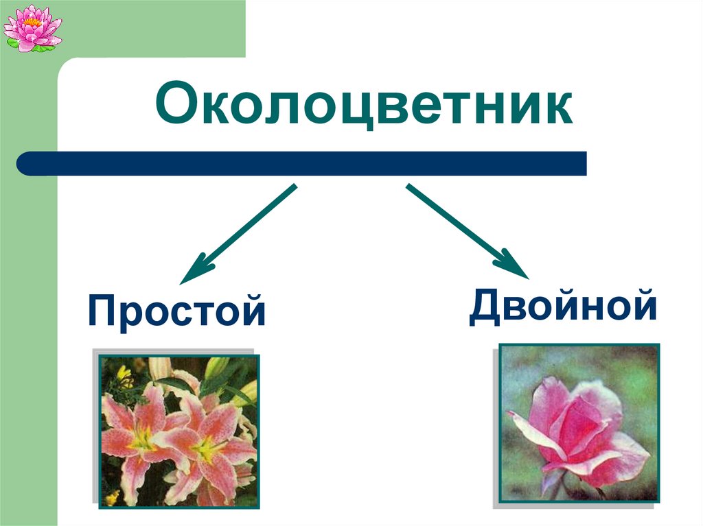 Установите последовательность соподчинения цветок околоцветник генеративные органы. Околоцветник двойной и простой биология 6 класс. Околоцветник розы. Видоизмененный околоцветник. Околоцветник 3.