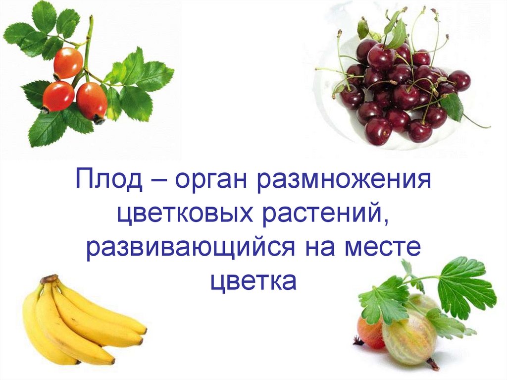 Значение плодовых. Плод орган растения. Значение плодов для растений. Плод важнейший орган размножения.