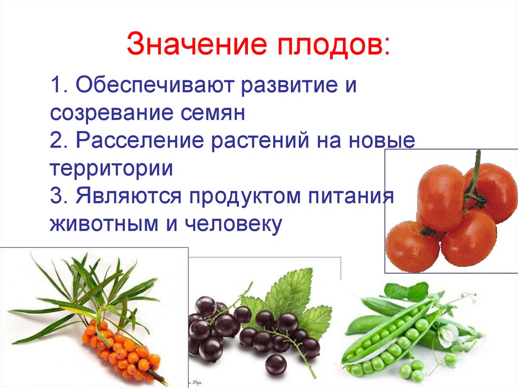 Значение плодов. Значение плодов и семян. Значение плодов для растений. Биологическое значение плодов.