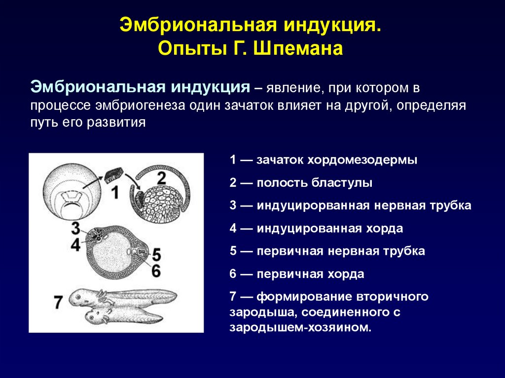 Индукция зародыша. Первичная эмбриональная индукция гистология. Эмбриональная индукция 10 класс. Опыт Шпемана эмбриональная индукция. Эмбриональная индукция схема.