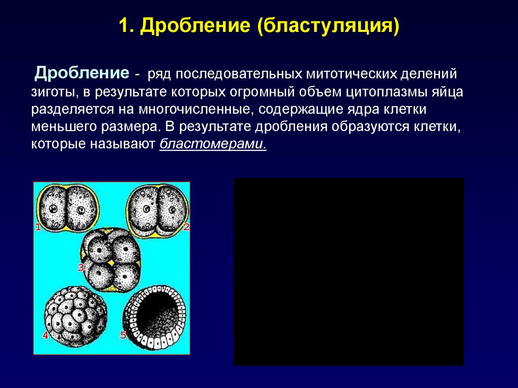 Процесс дробления. Дробление и Бластуляция. Бластуляция процесс. Дробление это ряд последовательных митотических делений.