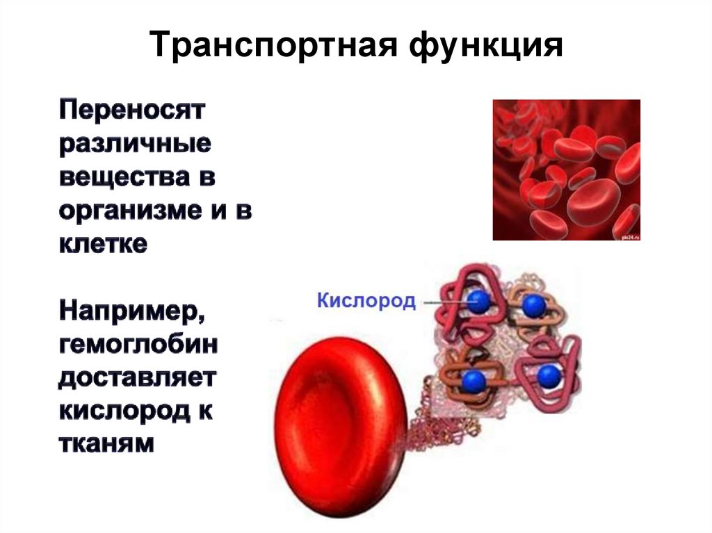 Белки антитела примеры