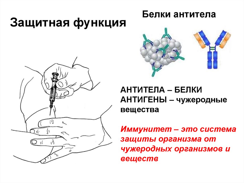 Белки антитела выполняют. Белковые антитела.