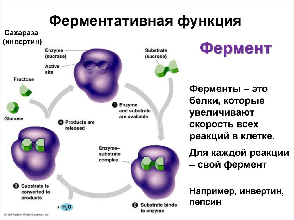 Функции белков - презентация онлайн