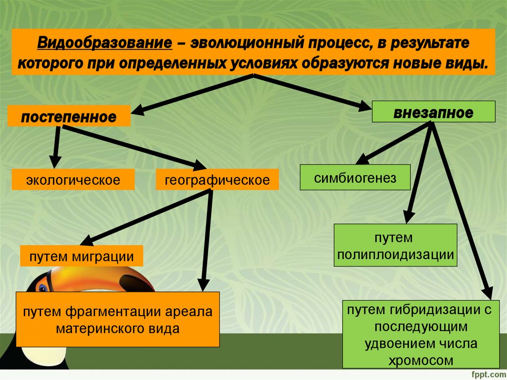 Биология 9 класс видообразование презентация 9 класс