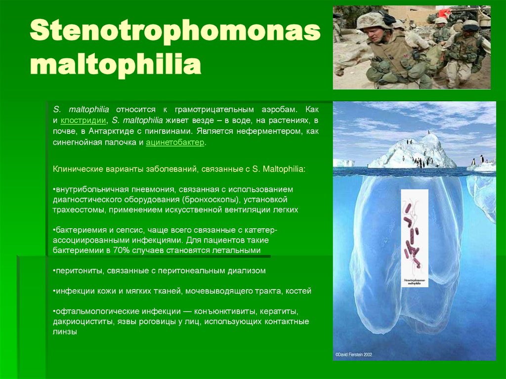 Stenotrophomonas maltophilia