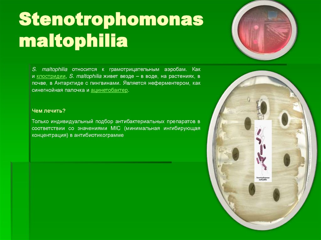 Stenotrophomonas maltophilia - Видаль Россия