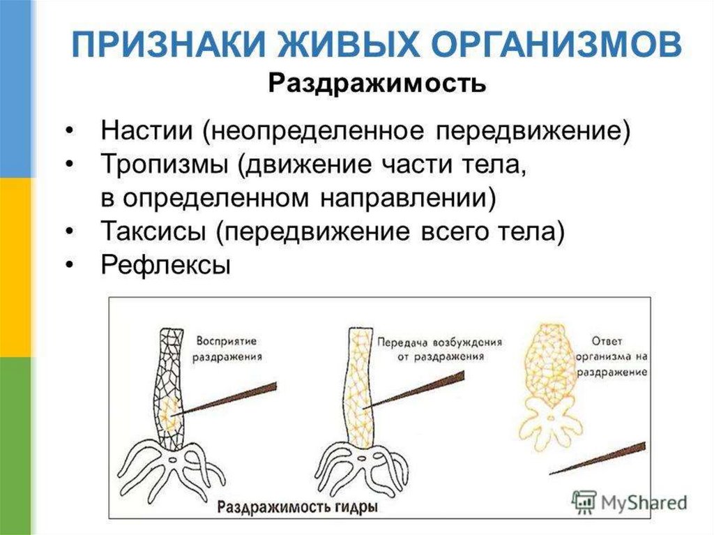 Раздражимость свойство живых организмов презентация