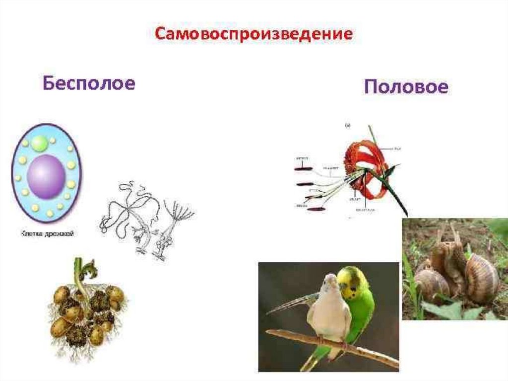 Какое свойство живых изображено на рисунке