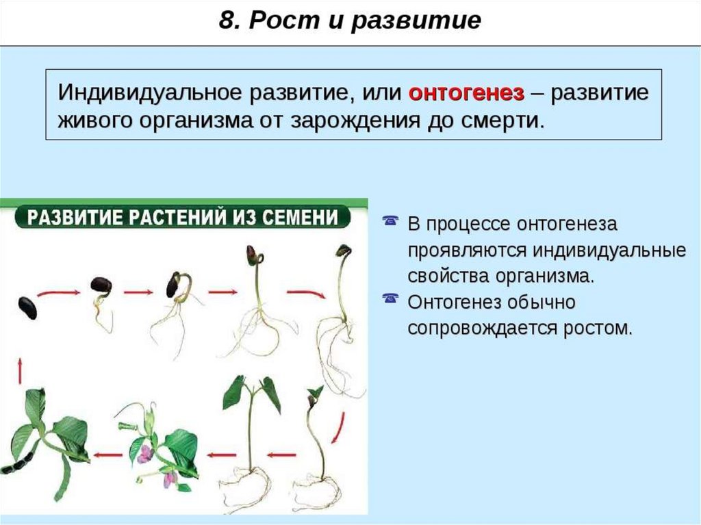 Какое общее свойство живых систем иллюстрирует данная схема