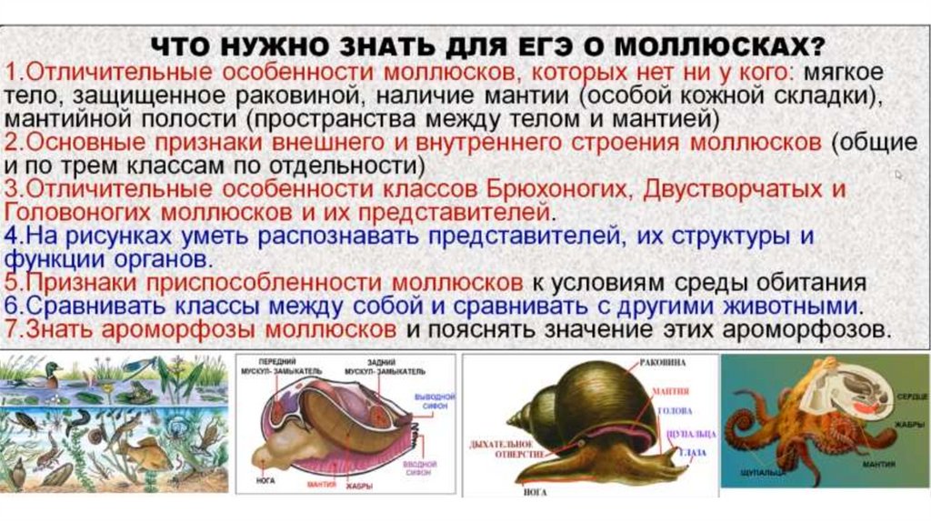 Характеристика класса моллюсков биология 7. Моллюски ЕГЭ биология. Тип моллюски ЕГЭ биология. Моллюски ЕГЭ. Классы моллюсков ЕГЭ.