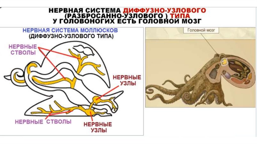 Сердце моллюсков для егэ. Задания егэ моллюски. Двустворчатые моллюски беззубка строение. Строение двустворчатого моллюска егэ. Задания егэ моллюски.