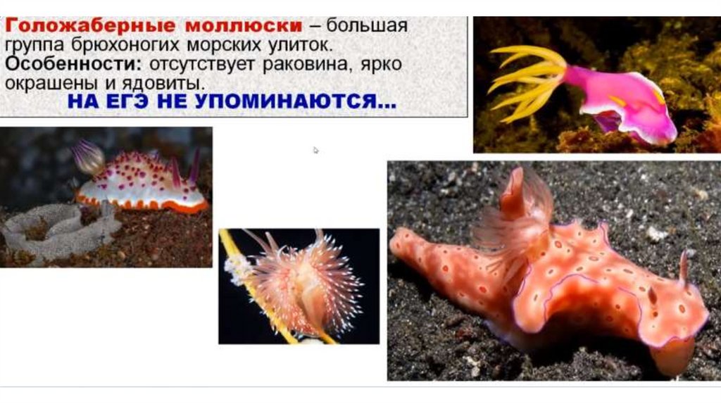 Егэ по биологии 2023. Сердце моллюсков для егэ. Внутреннее строение моллюсков 8 класс. Слои раковины. Задания егэ моллюски.