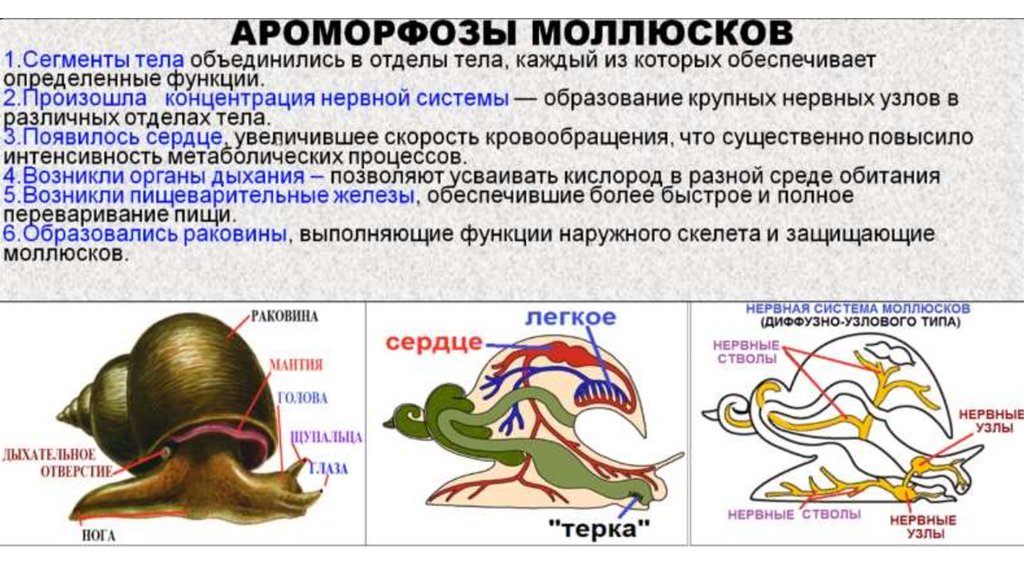 Задания егэ моллюски. Тип моллюски егэ биология. Задания егэ моллюски. Моллюски егэ. Тип моллюски егэ биология.