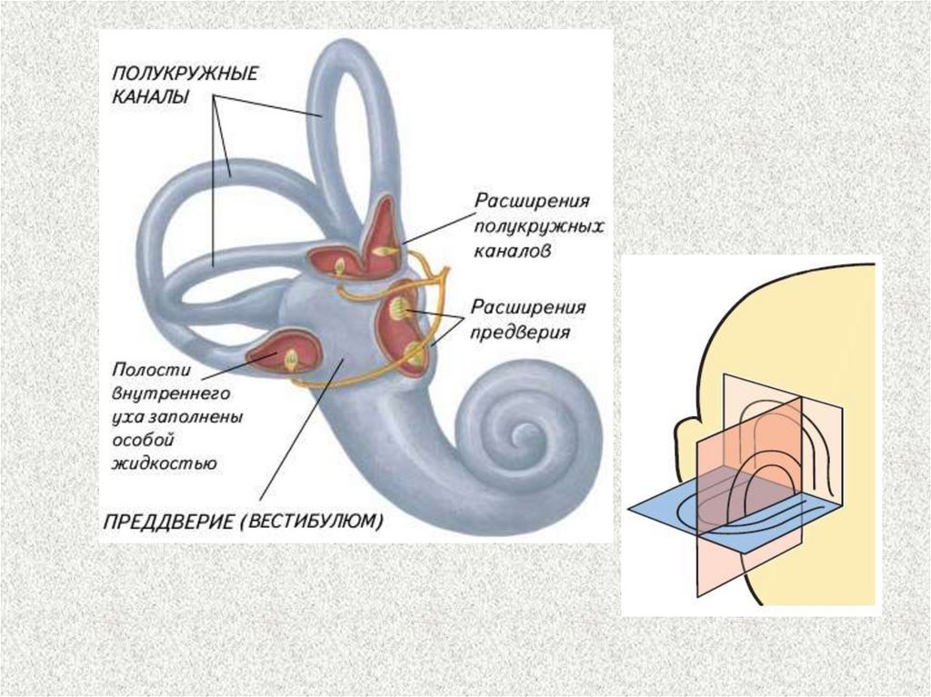 Как устроено внутреннее ухо. Внутреннее ухо полукружные каналы. Костные полукружные каналы строение. Три полукружных канала функции. Строение полукружных каналов.