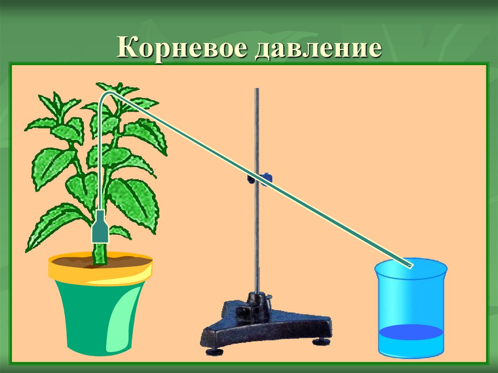 Рассмотрите рисунок что позволяет исследовать данный опыт корневое давление