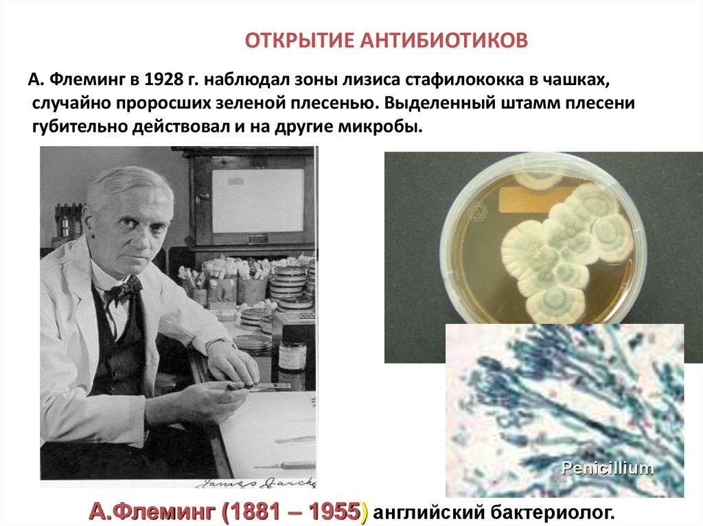 Кто открыл антибиотики. Антибиотик 1928 Флеминг. Флеминг пенициллин.