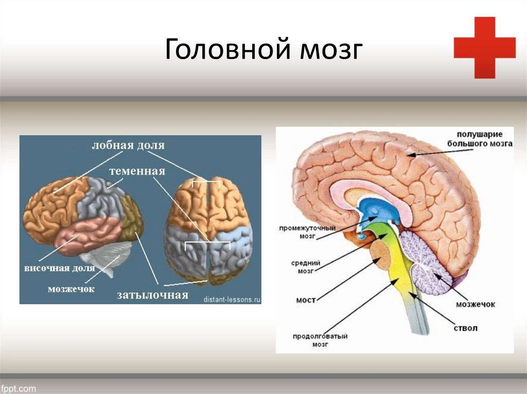 Первая помощь при черепно-мозговой травме - презентация онлайн