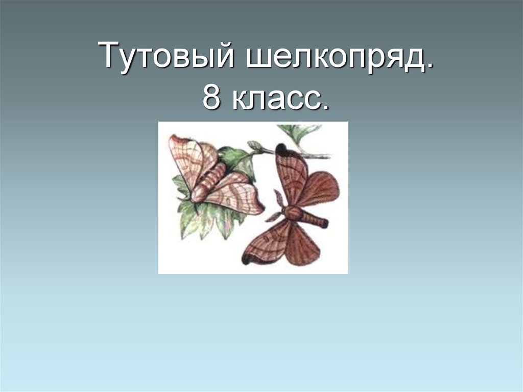 Тутовый шелкопряд рисунок. Тутовый шелкопряд биология. Тутовый шелкопряд систематика. Жизненный цикл тутового шелкопряда. Последовательность развития бабочки шелкопряда.